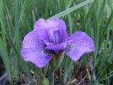 Tavi növények - Iris "Kobaltblau"